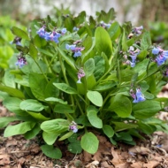 Native Spring Ephemerals in the Heart of the Civil War Heritage Area