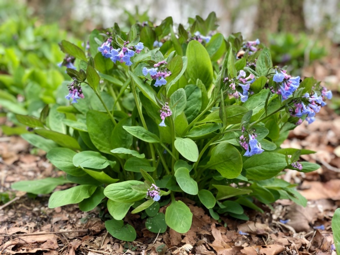 Native Spring Ephemerals in the Heart of the Civil War Heritage Area