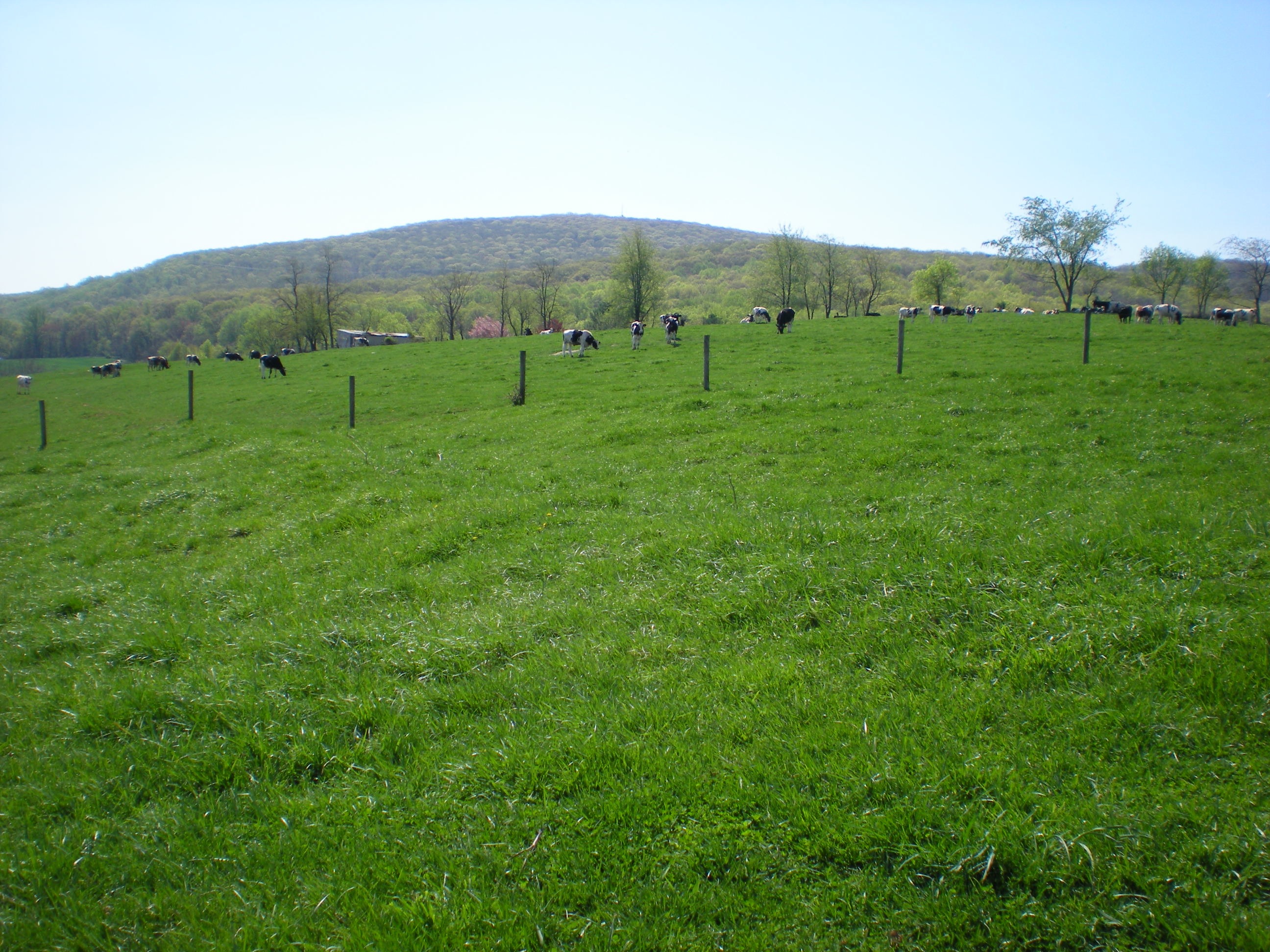 Cows graze on South Mounta