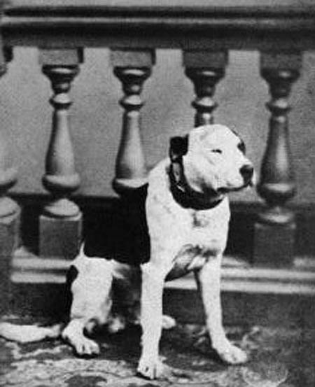 A black and white photo of a pit bull-like dog, Jack.