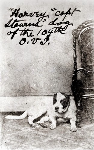A black and white photograph of a dog lying down with the caption, "Harvey, Capt Stearns' dog of the 104th OVI"